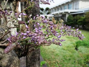 桜は満開を過ぎましたが、藤の花が咲き始めています。新入生のみなさん、花いっぱいの学校で待っています！