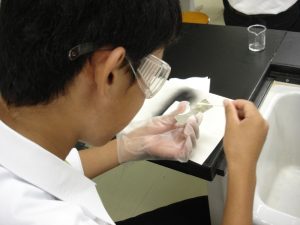 ゴーグルと手袋を装着して科学者誕生! 銀鏡反応によりガラス板に鏡をつくりました。