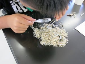 チリメンの中にいる「モンスター」を虫めがねで探します。タイの仲間、カニ、タコ、・・・。タツノオトシゴが一番人気ですが、見つけるのは難しかったようです。