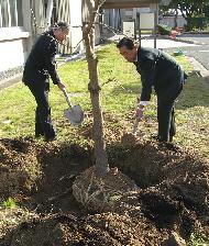 岡山大学へ楷の木贈呈