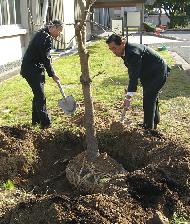 岡山大学へ楷の木贈呈