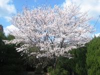 桜　満開！
