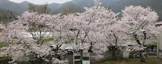 桜　満開