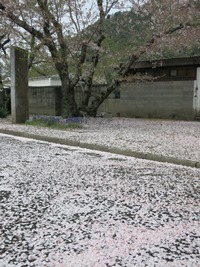 桜　名残惜し