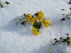 和気高の雪景色