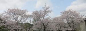 桜　満開！