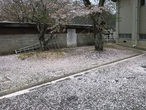 桜　名残惜し